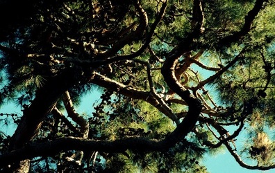 ORTO BOTANICO di Palermo. Fotografie di Giulio Azzarello ©2021.