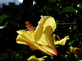 HABITAT NATURA in campagna. Fotografie di Giulio Azzarello ©2015 2016. HABITAT NATURA in campagna. Fotografie di Giulio Azzarello ©2015 2016.