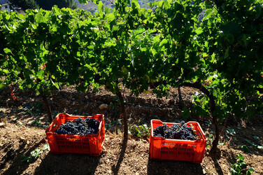 VENDEMMIA a S.Cristina Gela in Sicilia. Fotografie di Giulio Azzarello &copy;2016.