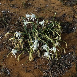 SELINUNTE. Fotografie di Giulio Azzarello ©2022. SELINUNTE. Fotografie di Giulio Azzarello ©2022.