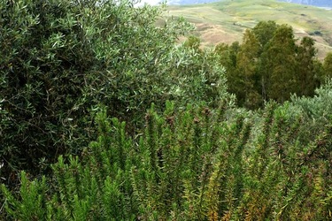 ULIVETO SICILIANO. Fotografie di Giulio Azzarello ©2022.