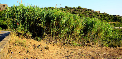 ISOLA DI USTICA la natura. Fotografie di Giulio Azzarello &copy;2016.