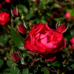 ROSETO. Fotografie di Giulio Azzarello &copy;2022.