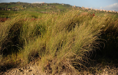 PAESAGGIO SICILIANO nel luogo delle macalube in Sicilia. Fotografie di Giulio Azzarello &copy;2014.