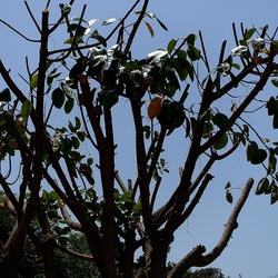 RAMI. Fotografie di Giulio Azzarello &copy;2022.