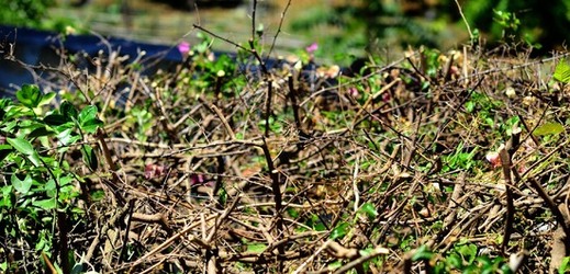 HABITAT NATURA in campagna. Fotografie di Giulio Azzarello ©2015 2016. HABITAT NATURA in campagna. Fotografie di Giulio Azzarello ©2015 2016.