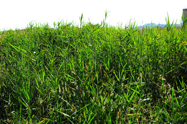 CANNETI in SICILIA. Fotografie di Giulio Azzarello &copy;2016.