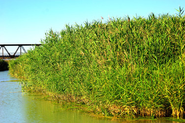 CANNETI in SICILIA. Fotografie di Giulio Azzarello &copy;2016.