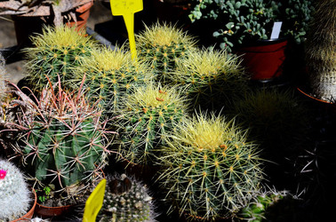 ORTO BOTANICO di Palermo in inverno. Fotografie di Giulio Azzarello &copy;2016.