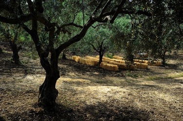 FRANTOIO GULLO ad Aliminusa in Sicilia. Fotografie di Giulio Azzarello &copy;2018.