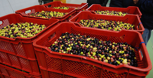 TIPICO FRANTOIO fotografie di Giulio Azzarello ©2014. TIPICO FRANTOIO fotografie di Giulio Azzarello ©2014.