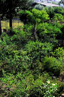 POTATURA fotografie di Giulio Azzarello ©2021. POTATURA fotografie di Giulio Azzarello ©2021.