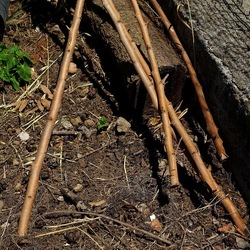 GIARDINO SICILIANO. Fotografie di Giulio Azzarello ©2022. GIARDINO SICILIANO. Fotografie di Giulio Azzarello ©2022.