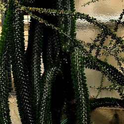 ORTO BOTANICO. Fotografie di Giulio Azzarello &copy;2024.