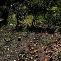 ORTO BOTANICO. Fotografie di Giulio Azzarello &copy;2024.