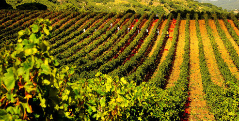 VENDEMMIA di AUTUNNO a S.Cristina Gela in Sicilia. Fotografie di Giulio Azzarello &copy;2016.