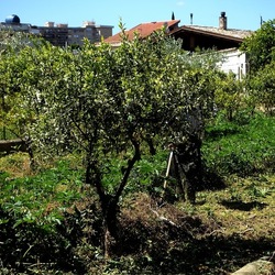 GIARDINO SICILIANO. Fotografie di Giulio Azzarello &copy;2024.