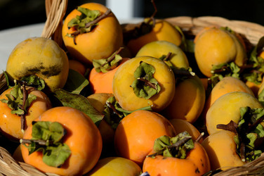 LOTI siciliani coltivati in modo biologico. Fotografie di Giulio Azzarello ©2014. LOTI siciliani coltivati in modo biologico. Fotografie di Giulio Azzarello ©2014.