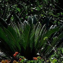 GIARDINO fotografie di Giulio Azzarello ©2019. GIARDINO fotografie di Giulio Azzarello ©2019.