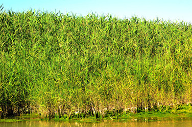 CANNETI in SICILIA. Fotografie di Giulio Azzarello &copy;2016.