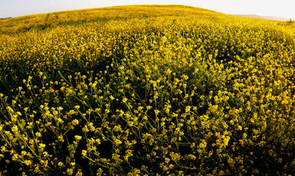 PAESAGGIO SICILIANO nel luogo delle macalube in Sicilia. Fotografie di Giulio Azzarello &copy;2014.