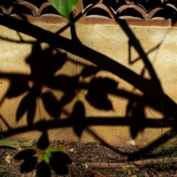 ORTO BOTANICO DI PALERMO. Fotografie di Giulio Azzarello ©2022. ORTO BOTANICO DI PALERMO. Fotografie di Giulio Azzarello ©2022.