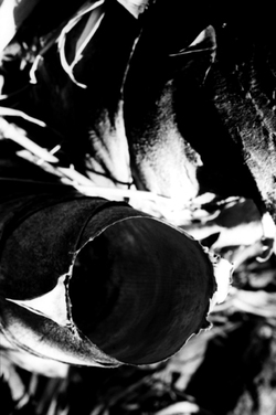 ORTO BOTANICO fotografie di Giulio Azzarello ©2014. ORTO BOTANICO fotografie di Giulio Azzarello ©2014.