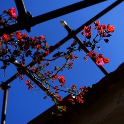 GIARDINO SICILIANO. Fotografie di Giulio Azzarello &copy;2024.