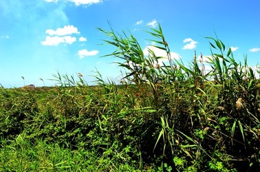 SELINUNTE sito archeologico. Fotografie di Giulio Azzarello ©2018. SELINUNTE sito archeologico. Fotografie di Giulio Azzarello ©2018.