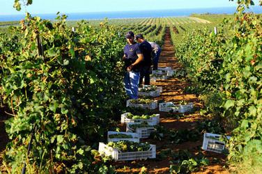 VENDEMMIA a Mazzara del Vallo in Sicilia con i contadini. Fotografie di Giulio Azzarello ©2016. VENDEMMIA a Mazzara del Vallo in Sicilia con i contadini. Fotografie di Giulio Azzarello ©2016.