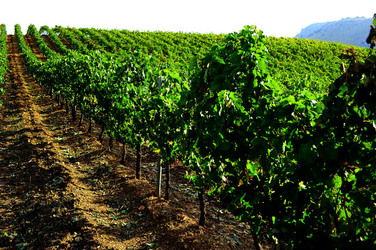 CAMPAGNA SICILIANA. Fotografie di Giulio Azzarello &copy;2016.