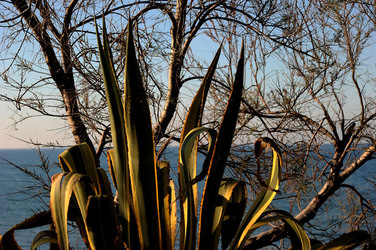 AGAVE selvatica sul mare in Sicilia a Cefalù. Fotografie di Giulio Azzarello ©2014. AGAVE selvatica sul mare in Sicilia a Cefalù. Fotografie di Giulio Azzarello ©2014.