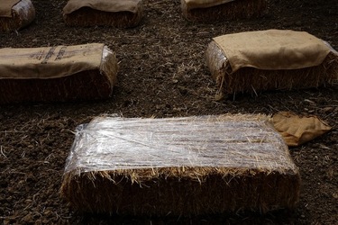 ULIVETO SICILIANO. Fotografie di Giulio Azzarello ©2022.