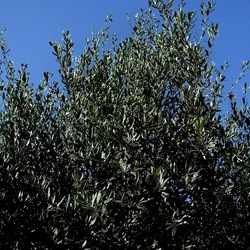 SELINUNTE. Fotografie di Giulio Azzarello ©2022. SELINUNTE. Fotografie di Giulio Azzarello ©2022.