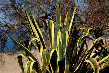 AGAVE selvatica sul mare in Sicilia a Cefalù. Fotografie di Giulio Azzarello ©2014. AGAVE selvatica sul mare in Sicilia a Cefalù. Fotografie di Giulio Azzarello ©2014.