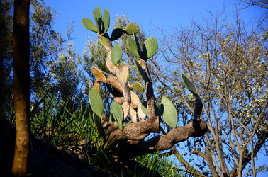 GOLE DELL ALCANTARA in Sicilia. Fotografie di Giulio Azzarello &copy;2016.