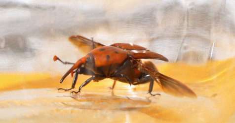 IL COLEOTTERO ROSSO e la moritura delle palme. Fotografie di Giulio Azzarello &copy;2014.