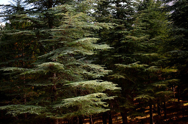 IL PARCO DELLE MADONIE da Polizzi Generosa in Sicilia. Fotografie di Giulio Azzarello &copy;2014.