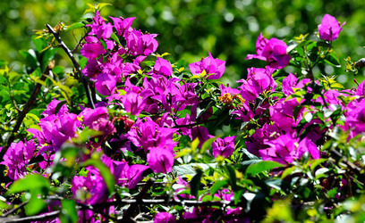 NATURA Violette siciliane in un tipico giardino in estate. Fotografie di Giulio Azzarello &copy;2014.