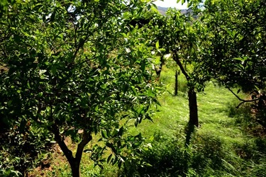 GIARDINO SICILIANO fotografie di Giulio Azzarello ©2021. GIARDINO SICILIANO fotografie di Giulio Azzarello ©2021.