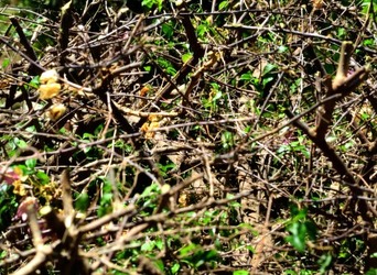 HABITAT NATURA in campagna. Fotografie di Giulio Azzarello ©2015 2016. HABITAT NATURA in campagna. Fotografie di Giulio Azzarello ©2015 2016.