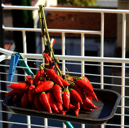 PEPERONCINO fotografie di Giulio Azzarello ©2014. PEPERONCINO fotografie di Giulio Azzarello ©2014.