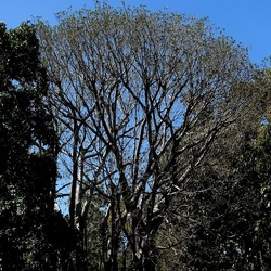ORTO BOTANICO DI PALERMO. Fotografie di Giulio Azzarello ©2022. ORTO BOTANICO DI PALERMO. Fotografie di Giulio Azzarello ©2022.