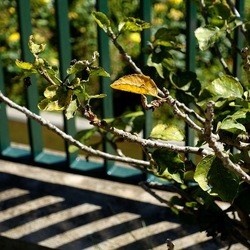 GIARDINO. Fotografie di Giulio Azzarello ©2022.