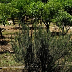 GIARDINO SICILIANO. Fotografie di Giulio Azzarello ©2022. GIARDINO SICILIANO. Fotografie di Giulio Azzarello ©2022.
