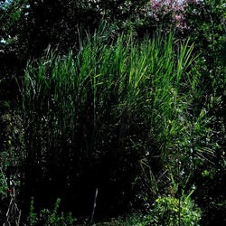 ORTO BOTANICO di PALERMO. Fotografie di Giulio Azzarello ©2019.