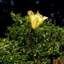 GIARDINO SICILIANO. Fotografie di Giulio Azzarello ©2022. GIARDINO SICILIANO. Fotografie di Giulio Azzarello ©2022.