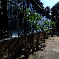 ORTO BOTANICO di PALERMO. Fotografie di Giulio Azzarello ©2019.