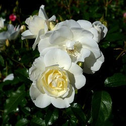 ROSETO. Fotografie di Giulio Azzarello &copy;2022.