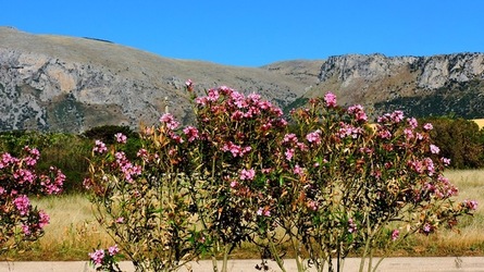 CAPO RAMA riserva naturale Terrasini. Fotografie di Giulio Azzarello &copy;2020.
